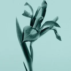 Damesparfum^Tiffany & Co. Eau de Parfum Spray