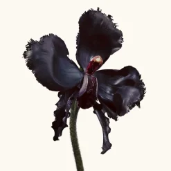 Niche Herenparfums|Niche Damesparfums^Tom Ford Eau de Parfum Spray, Black Orchid Reserve