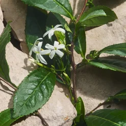 Bloemig Parfum|Damesparfum^Dolce&Gabbana Eau de Parfum Spray, Capri in Love