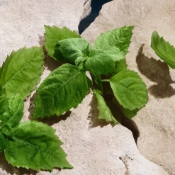 Herenparfum^Dolce&Gabbana Eau de Parfum Spray, Capri in Love