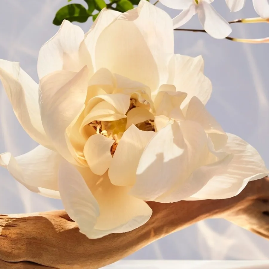 Bloemig Parfum|Damesparfum^Bvlgari Eau de Parfum Spray, Crystalline