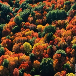 Herenparfum|Damesparfum^GUERLAIN Eau de Parfum Spray, Rosa Palissandro Forte