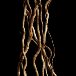 Damesparfum^Davidoff Eau de Toilette Spray, Reborn