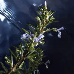 Herenparfum^Davidoff Eau de Toilette Spray, Reborn