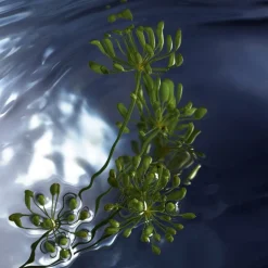 Herenparfum^Davidoff Eau de Toilette Spray, Reborn