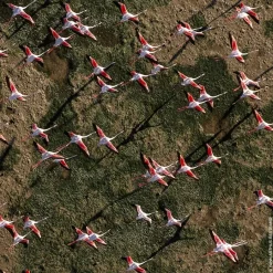 Frans Parfum|Damesparfum^GUERLAIN Eau de Toilette Spray, Rosa Rossa