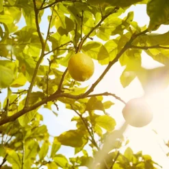 Luxe Herenparfum|Herenparfum^Maison Margiela Eau de Toilette Spray, Under The Lemon Tree
