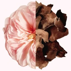 Body Oil^GIVENCHY The Shower Oil