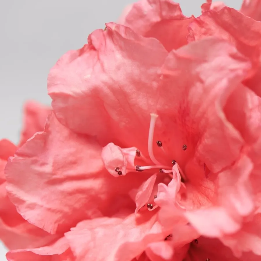 Gezichtsolie^BABOR Verjongende Gezichtsolie